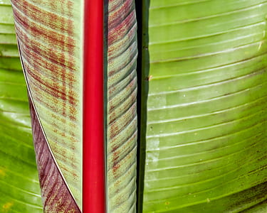banana leaf, green, shiny, plant, leaf, rolled thumbnail