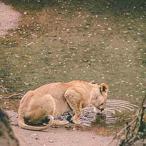 lioness drinking water thumbnail
