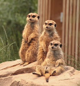 three brown meerkats thumbnail