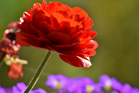 selective focus photography of red ranunculus flower thumbnail