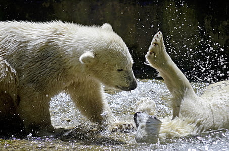 two polar bears playing on water thumbnail