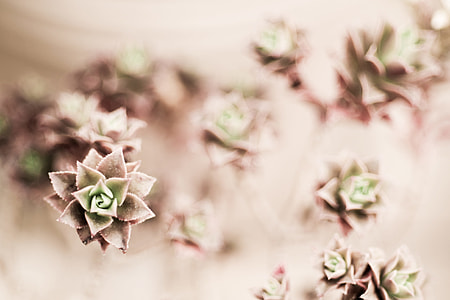 green and brown succulents thumbnail
