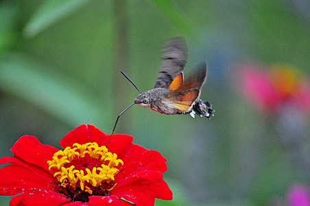 Insect, Moth thumbnail
