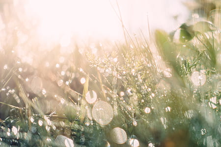 bokeh photography of dew on grass thumbnail