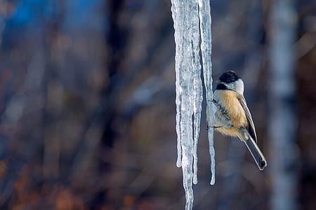 closeup and selective focus photography of bird on stalactite thumbnail