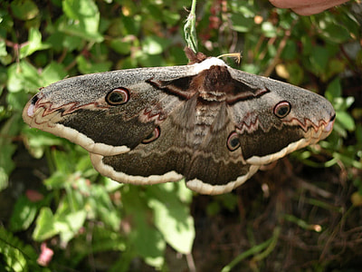 Great Peacock moth -- Saturnia pyri thumbnail