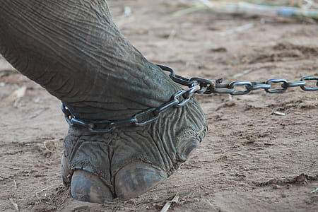 chain on elephant feet thumbnail