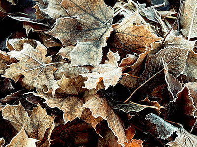 closeup photo of withered maple leaves thumbnail