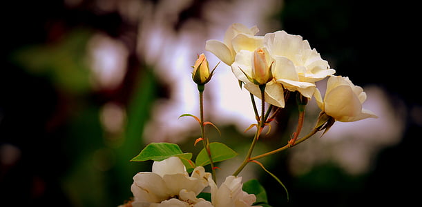 close-up photo of white rose flowers thumbnail