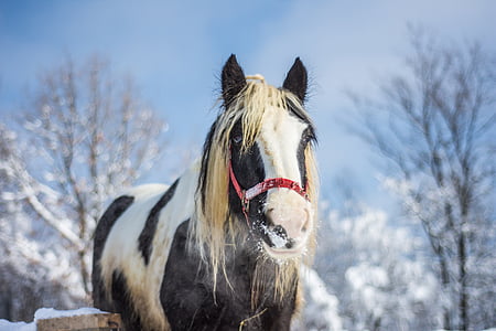 shallow focus photography of black and white horse thumbnail