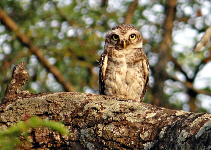 brown owl perched on tree branch thumbnail