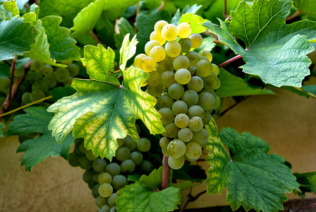 unripe grapes thumbnail