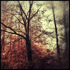 brown leaf trees at daytime thumbnail