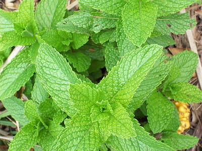 green leafed plants thumbnail