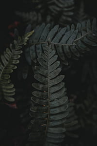 green leafed plant thumbnail