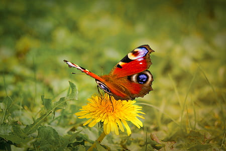 grass, plant, flower, outdoors thumbnail