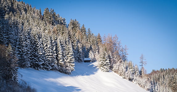 white snow mountain and pine trees thumbnail