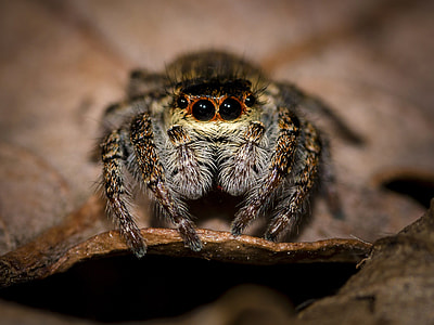 Jumping Spider Macro thumbnail