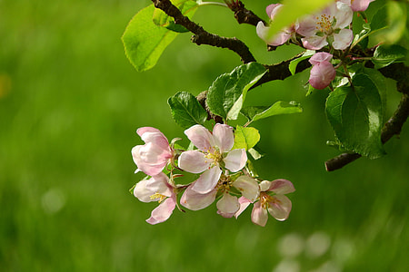 Apple-Blossom, A Blossoming Fruit Tree thumbnail