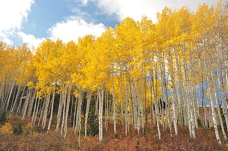 yellow maple trees under white sky during daytime thumbnail