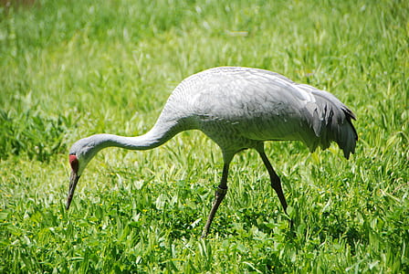 white bird in green grass field thumbnail