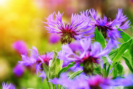 blooming purple flowers thumbnail