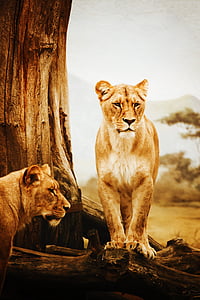 two lionesses standing on brown tree logs thumbnail