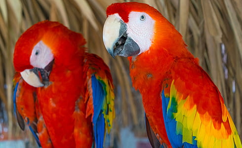 two red-and-yellow parrots thumbnail