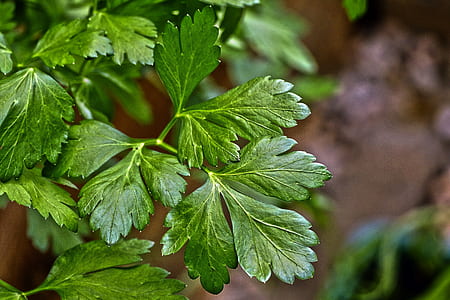 green leaves in selective focus photography thumbnail