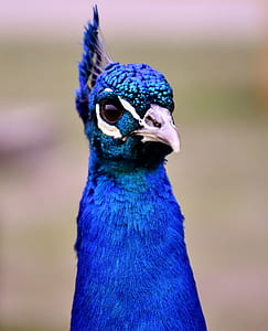 blue and white bird thumbnail