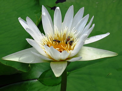 bees on white flower thumbnail