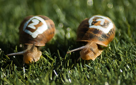 two brown snails on grass thumbnail