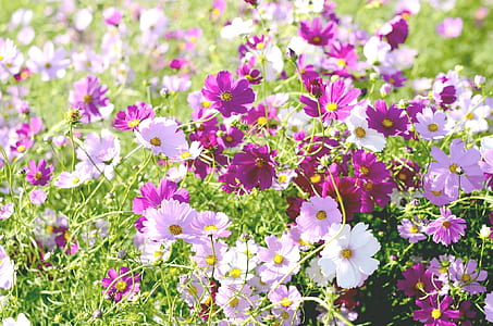 pink and purple petaled flower field thumbnail