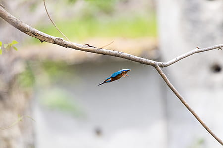 blue insect near tree branch thumbnail