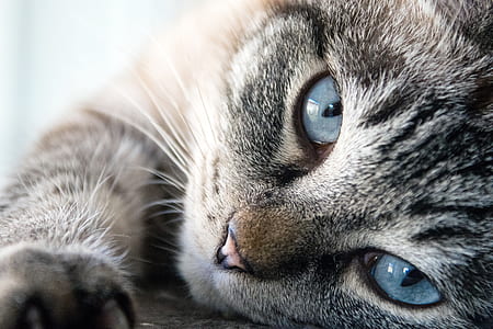 silver tabby cat thumbnail