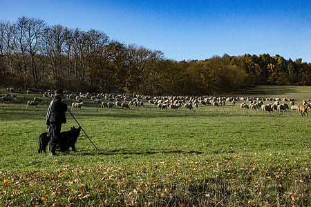 person and dog herding sheep on grass field thumbnail