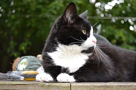 white and black cat sitting on gray surface during daytime thumbnail