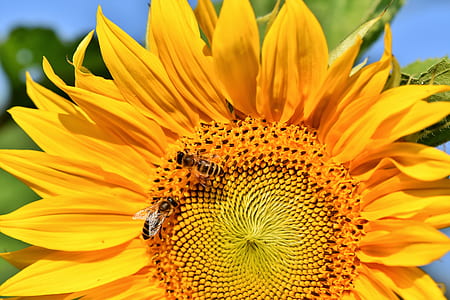 bee on sunflower thumbnail