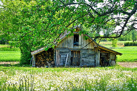 brown wooden barn near tree during daytime thumbnail