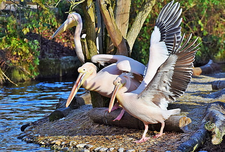 three pelicans on brown sand in front of body of water thumbnail