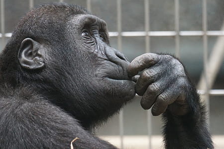 close-up photo of black chimpanzee thumbnail