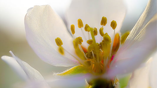 selective focus photo of white and yellow petaled flower thumbnail