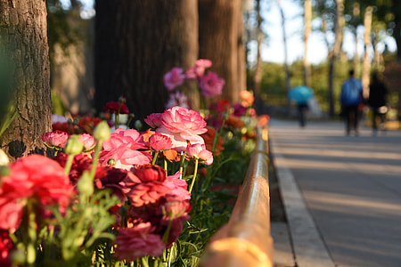 Flowers And Plants thumbnail