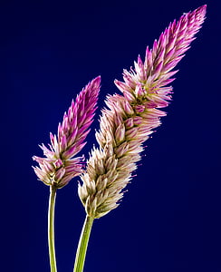 closeup photo of purple flower thumbnail