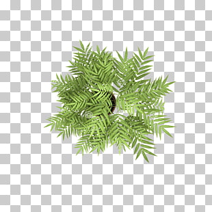 Tree Stock photography Plant, Overlooking the tree flowers, green leafed plant PNG clipart