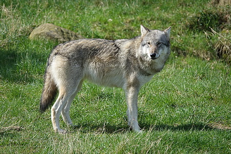 wolf, zoo, wildlife, closeup, grass, one animal thumbnail