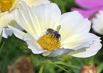 bee on white flower thumbnail