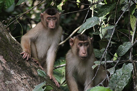 two brown monkeys perched on tree thumbnail