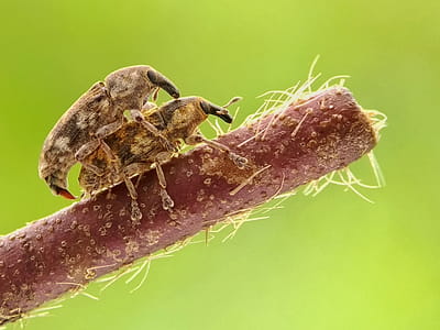 Two Brown Beetles Mating on Brown Stick thumbnail