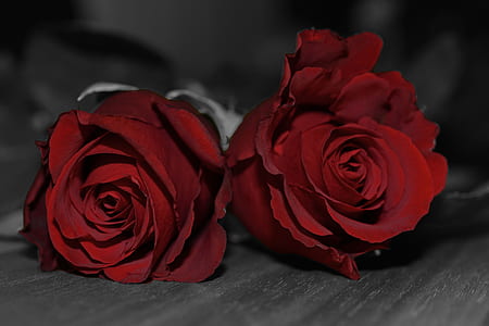 two red roses on wooden surface thumbnail